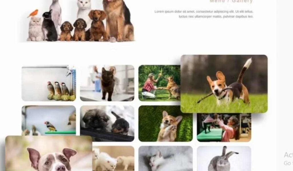 Jinx - Pet Shop & Veterinary WooCommerce Theme